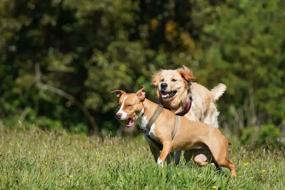 Pet playing actively outdoors