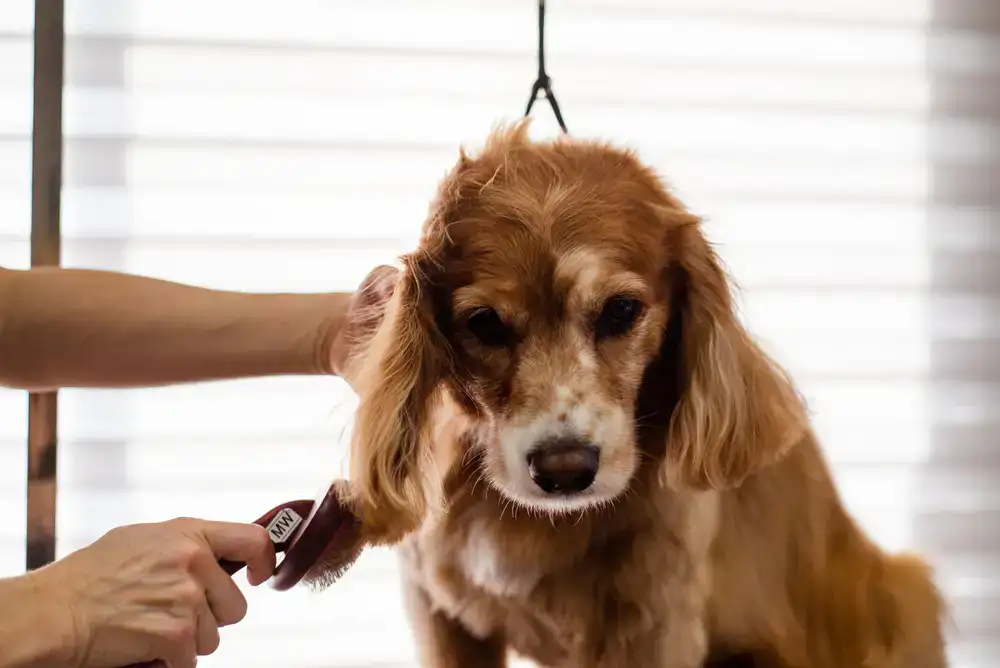 Grooming a calm pet with a soft brush