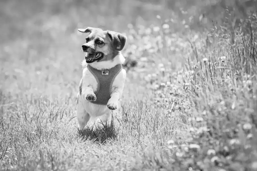 Happy dog running outside