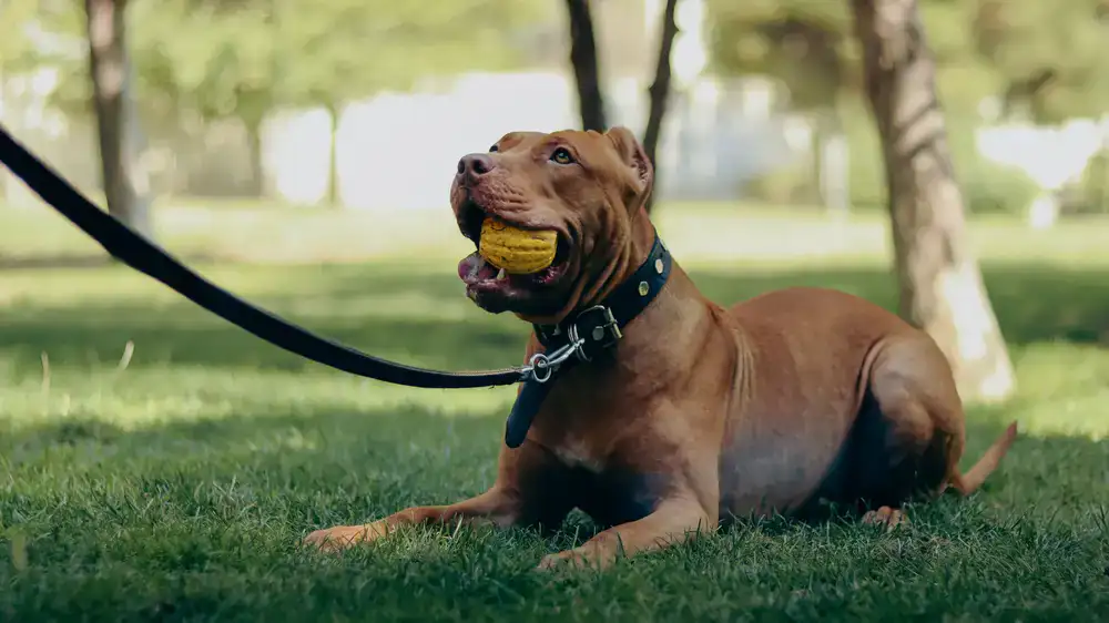 Collars, leashes and toys