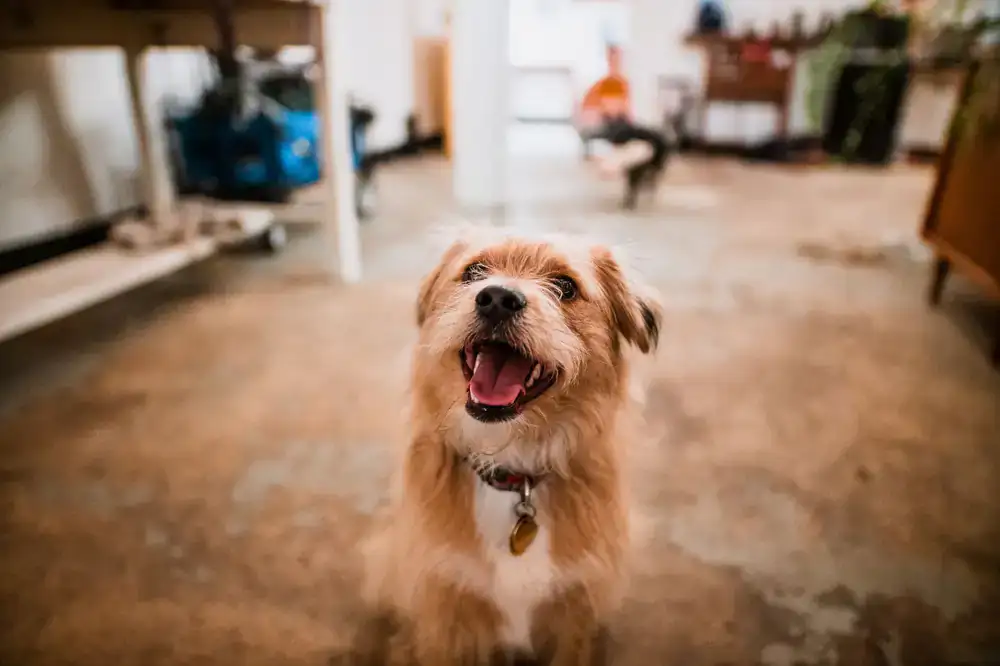 A happy dog receiving a treat inside our welcoming shop