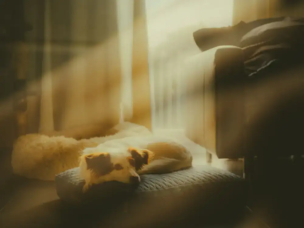 A fluffy, supportive dog bed placed in a sunny living room corner.