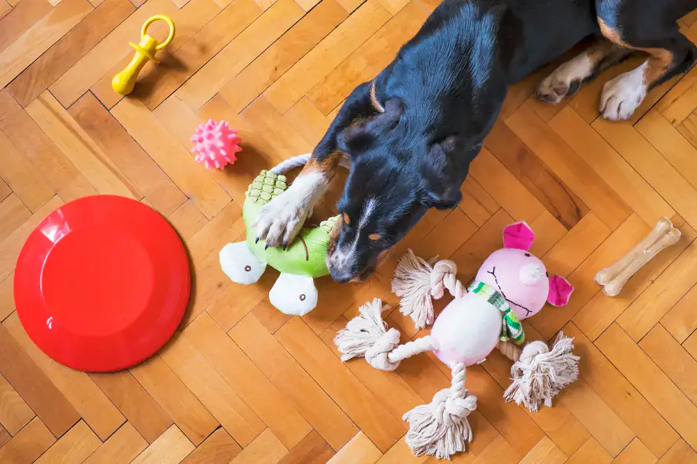 A collection of colorful ropes, squeaky toys, and durable chew toys.