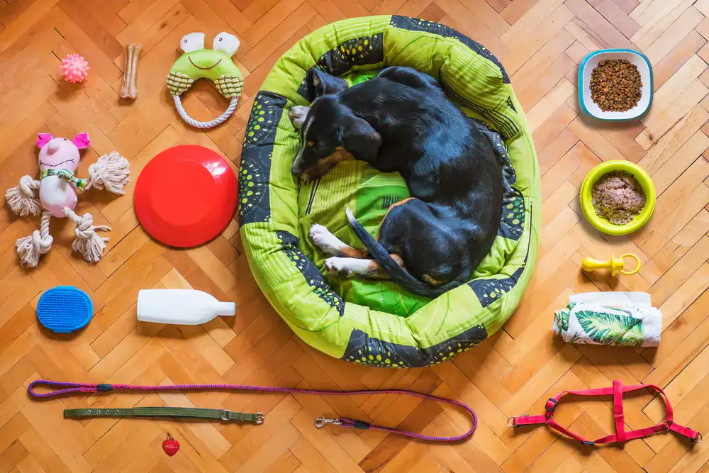Collars, leashes, and pet toys on display